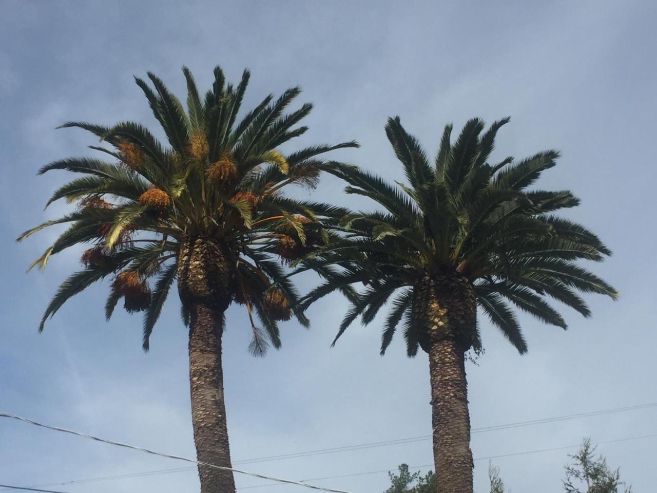 Cambria Palms Motel Exterior foto